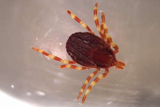 Obří klíště už dorazilo i do Čech. Kořist aktivně pronásleduje