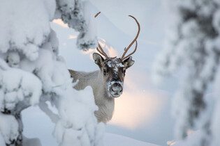 Z Prahy se začne létat bez přestupu do finského Rovaniemi. Nová linka má ale háček