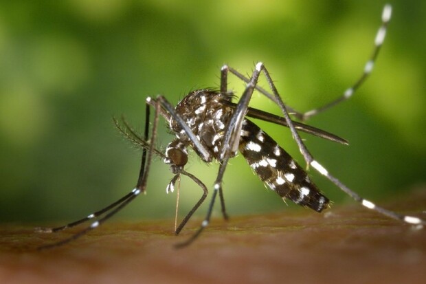 Geneticky upravení komáři vyhubí smrtelně nebezpečné zástupce vlastního druhu