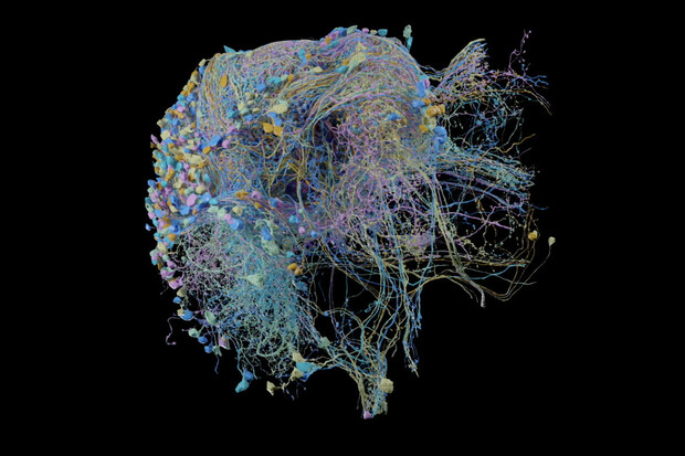 Vědci zveřejnili nejpodrobnější mapu mozkových spojení 