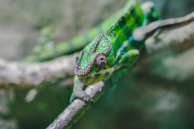 Vědci objevili nový druh chameleona, který je nejmenším plazem na světě