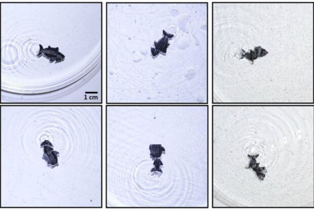 Vědci vyvinuli robota, který vypadá jako ryba a umí sám sebe uzdravit