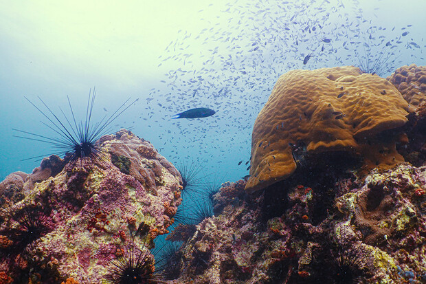 Potápěči nachází na korálových útesech zachycené roušky a další odpad