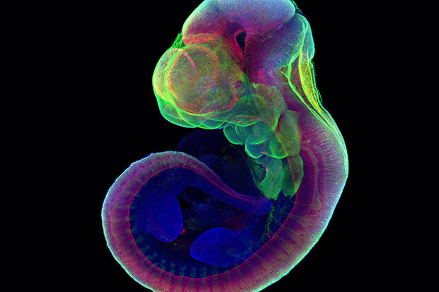 Vědci vypěstovali myší embryo v umělé děloze 