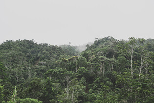 Amazonie bude v brzké době vypouštět do ovzduší více CO2, než pohltí