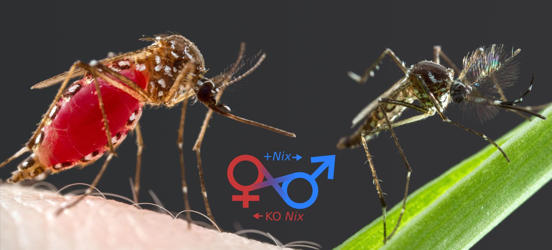 Komár pohlaví