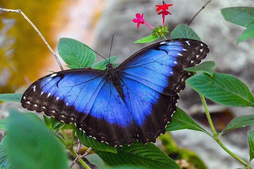 Menelaus blue morpho