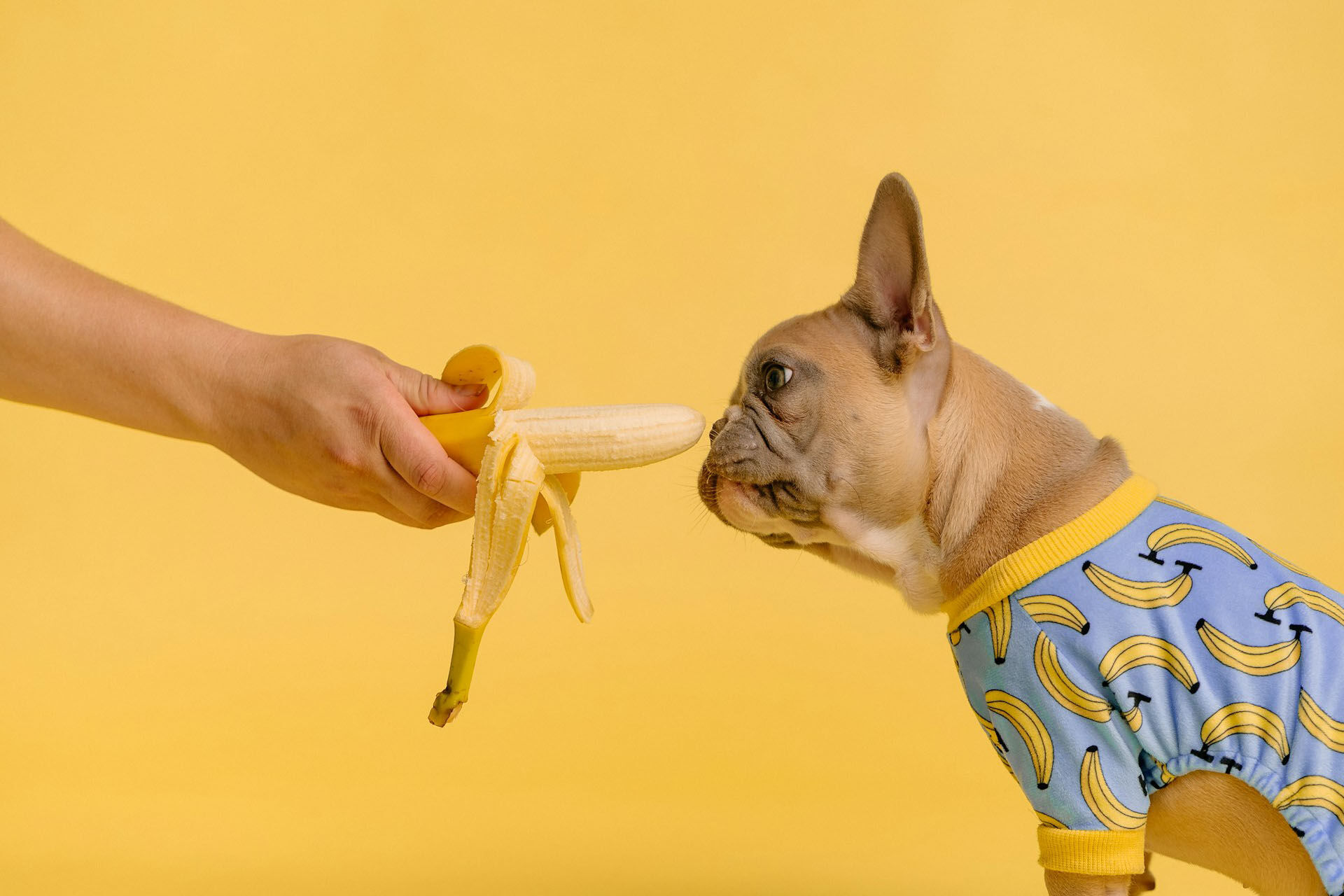 pes s banánem