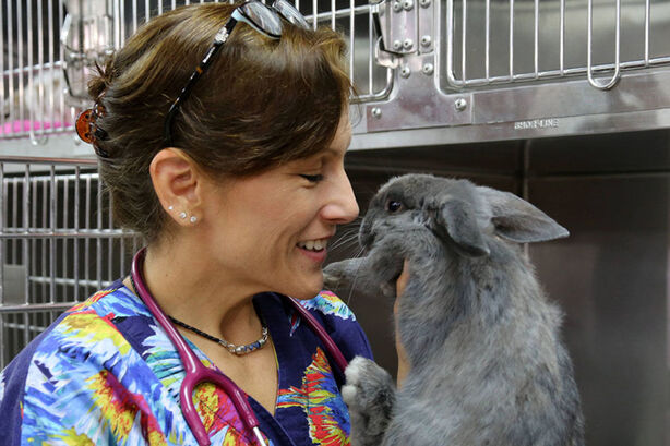 Pohotovost pro exotická zvířata (Dr K\'s Exotic Animal ER)