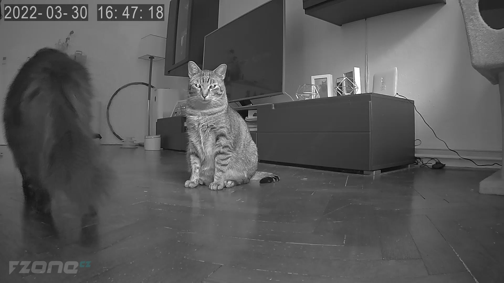 Tesla Smart Pet Feeder Camera